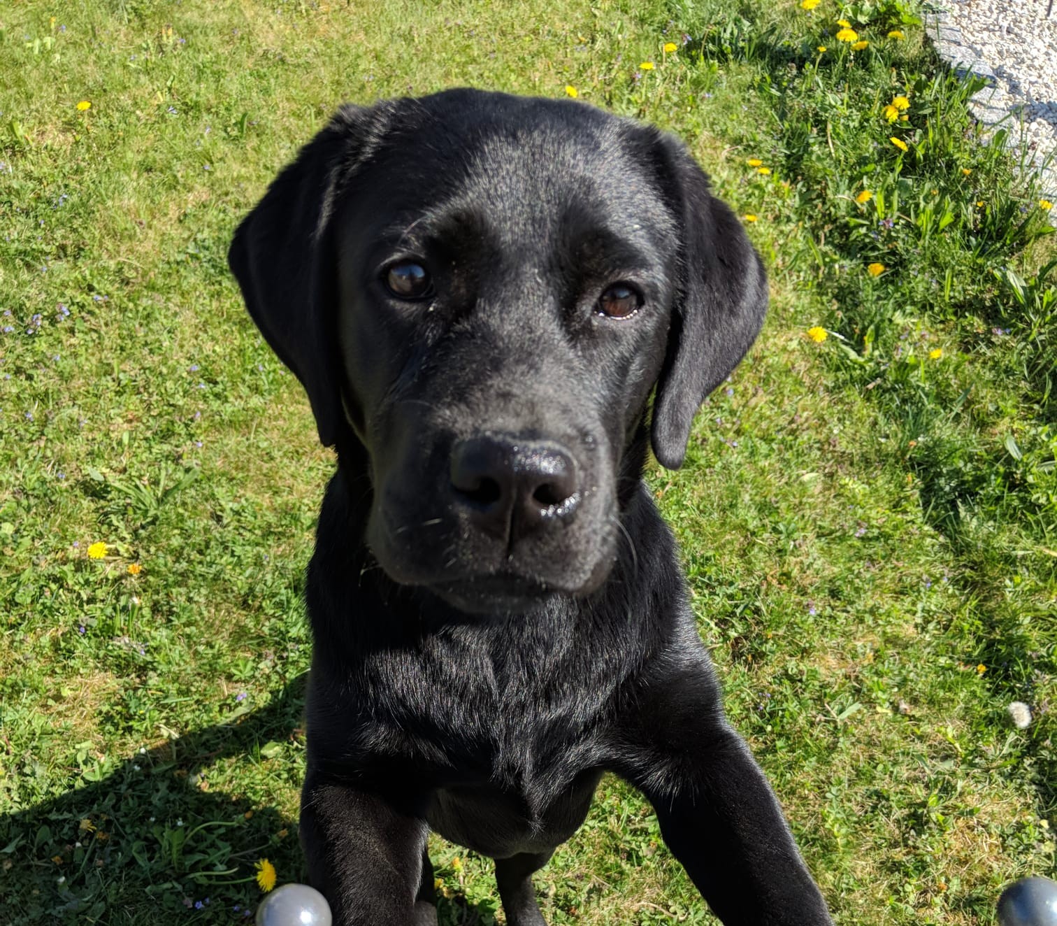 Tier Shooting Beispiel